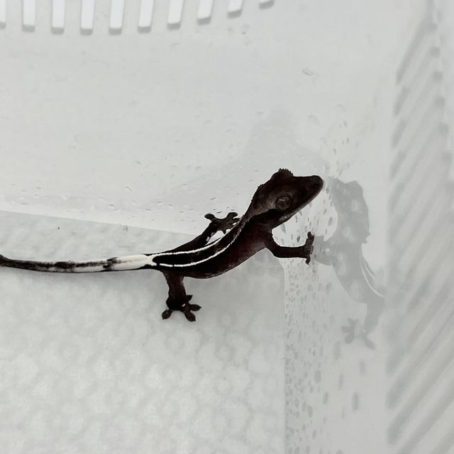 아잔틱 풀핀