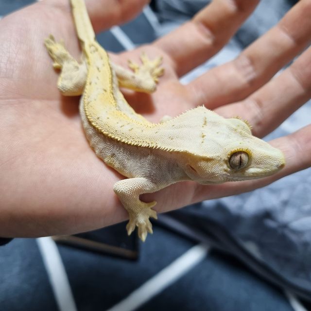 크림시클