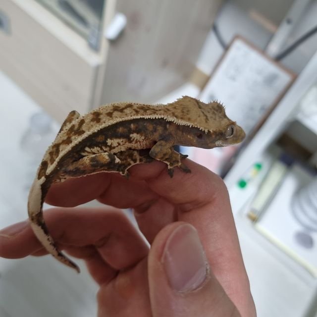 노멀 트라이 텐저린