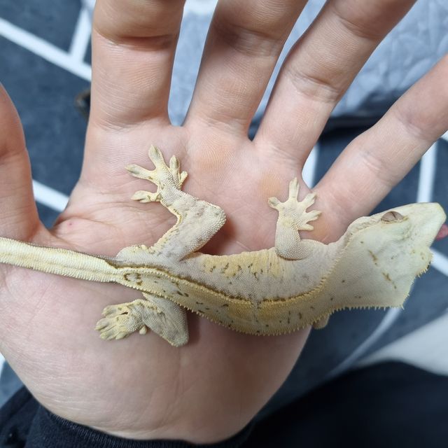크림시클