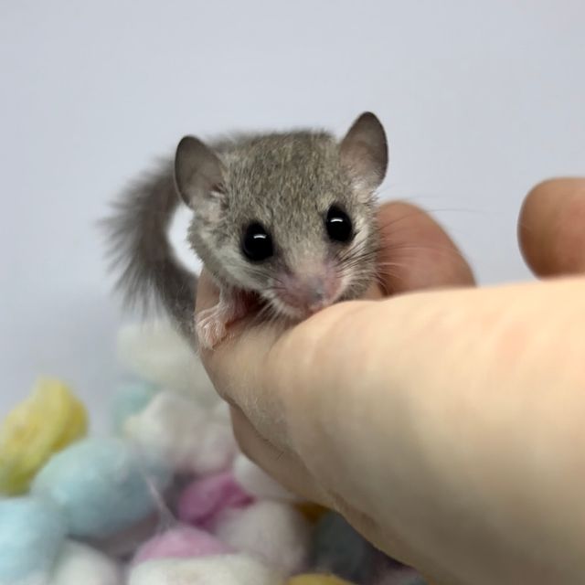 노말