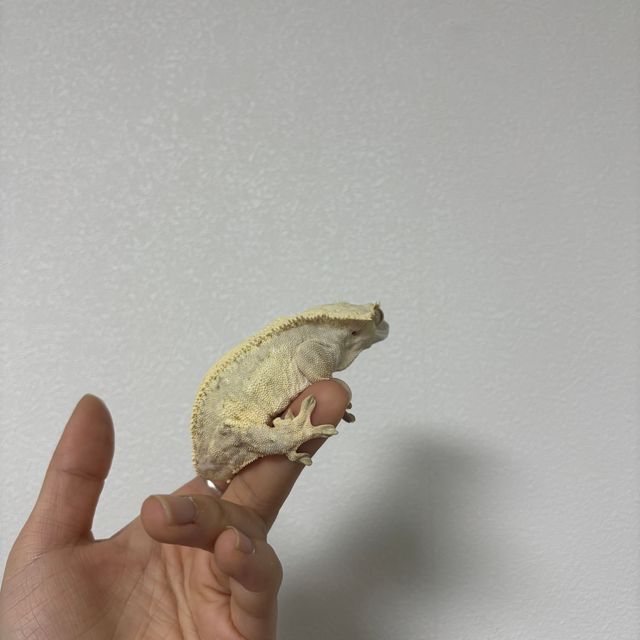 크림시클