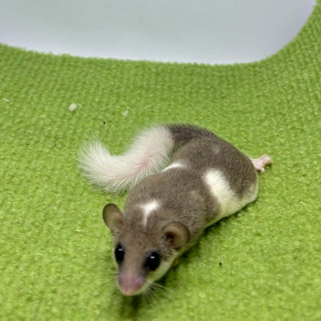 파이드