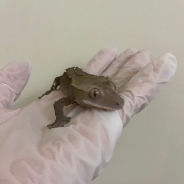 아잔틱