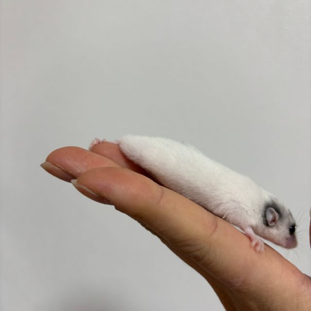 달마시안
