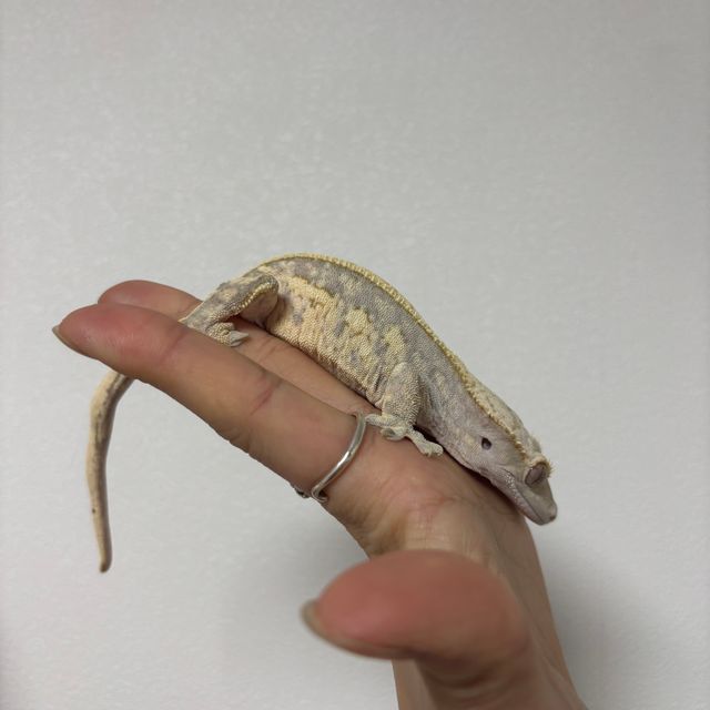 노멀