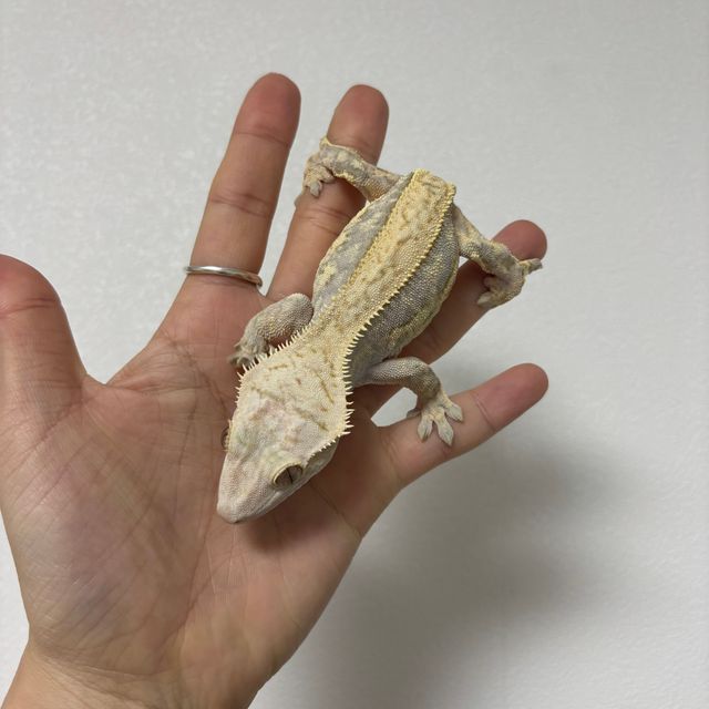 노멀
