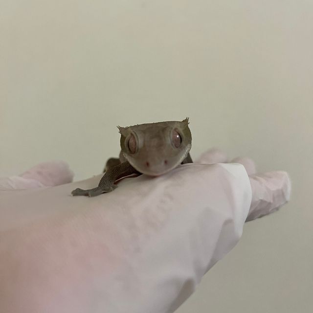 아잔틱