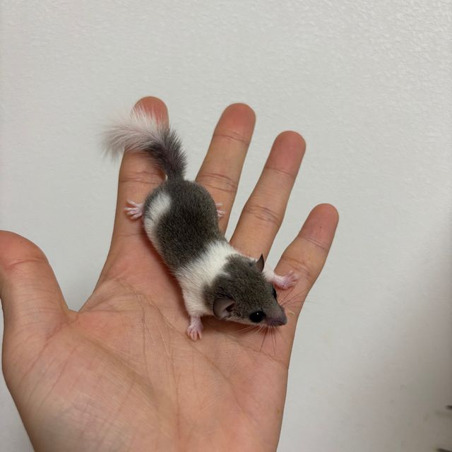 파이드