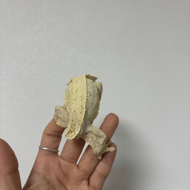 크림시클