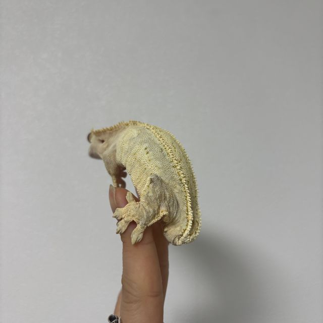 크림시클
