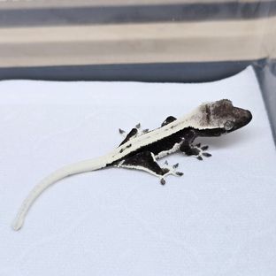 릴잔틱