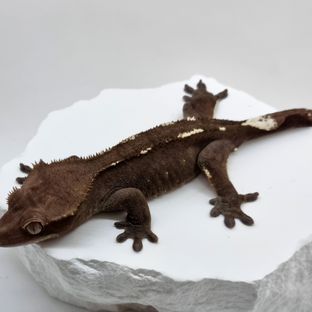 덕선이