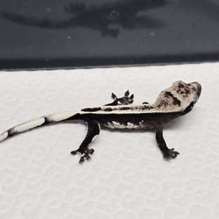 아잔틱 풀핀