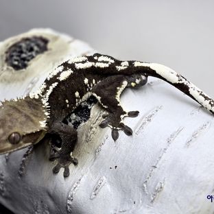 아라곤
