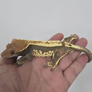 세이블_다산이