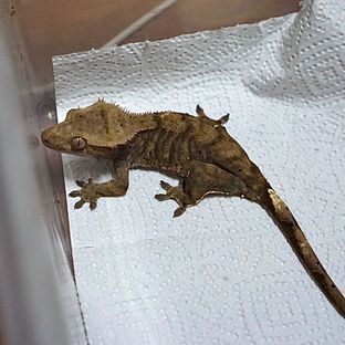 다크팬텀