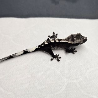 아잔틱