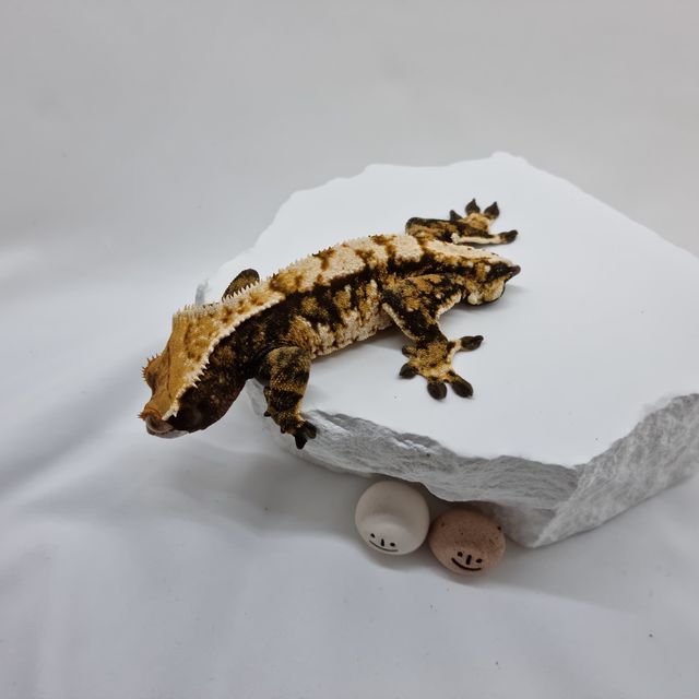 트라이