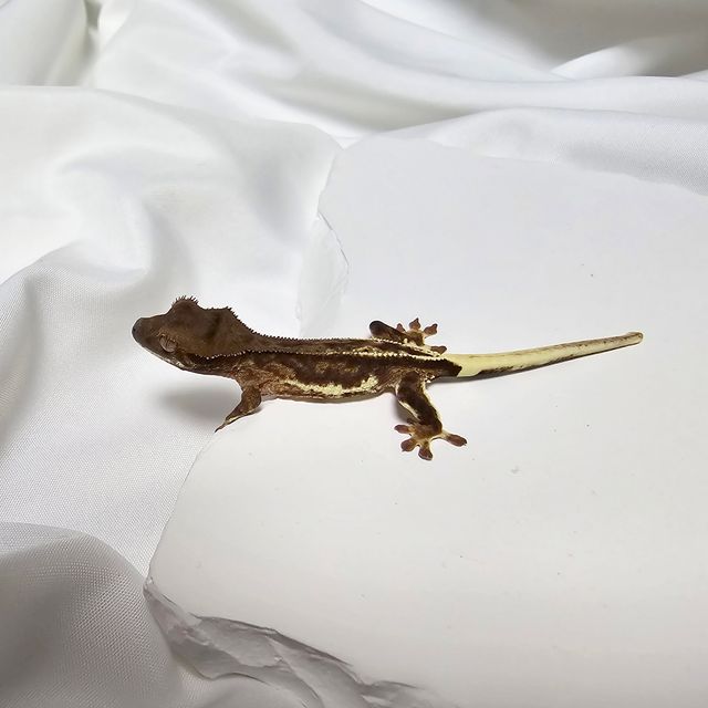 다크 팬텀 릴리화이트