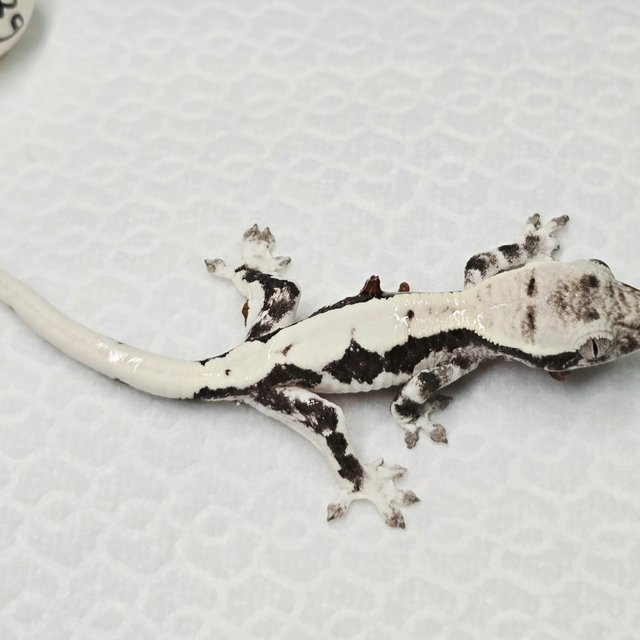 릴리 세이블 아잔틱 세이블 릴잔틱