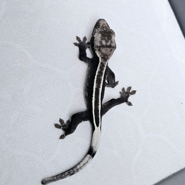 아잔틱 풀핀 엠티백