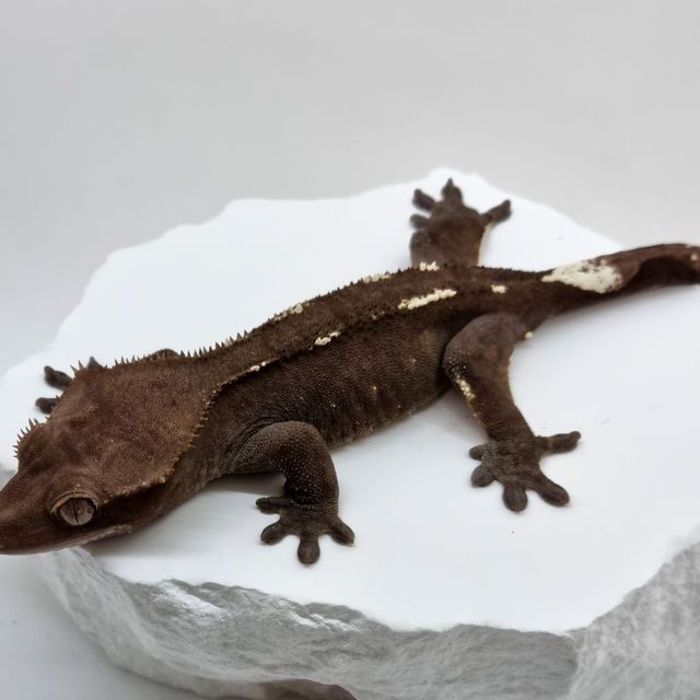 아잔틱
