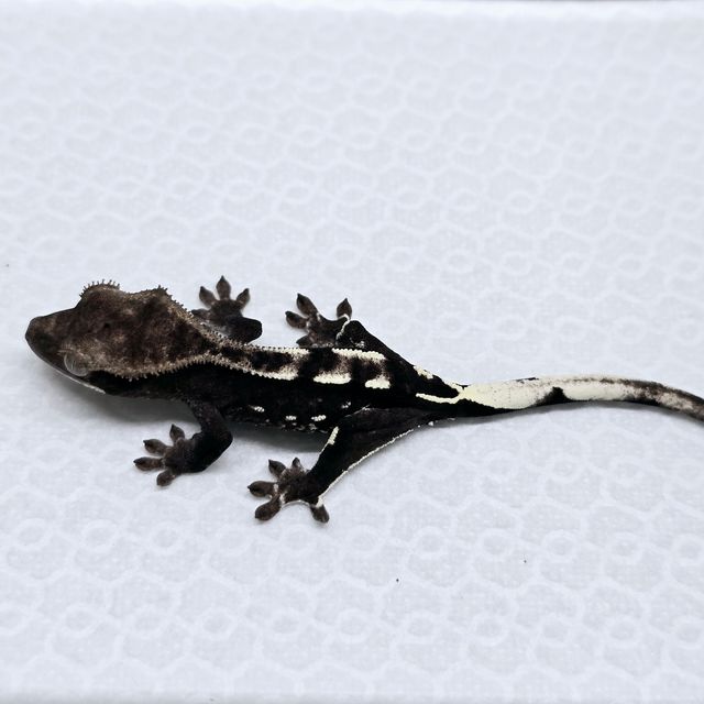 아잔틱