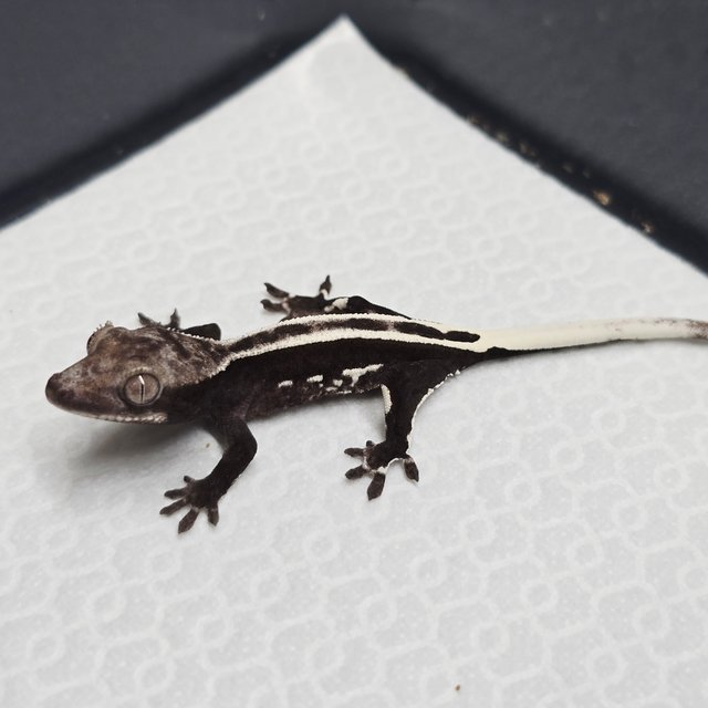 풀핀 아잔틱 슈퍼스트라이프