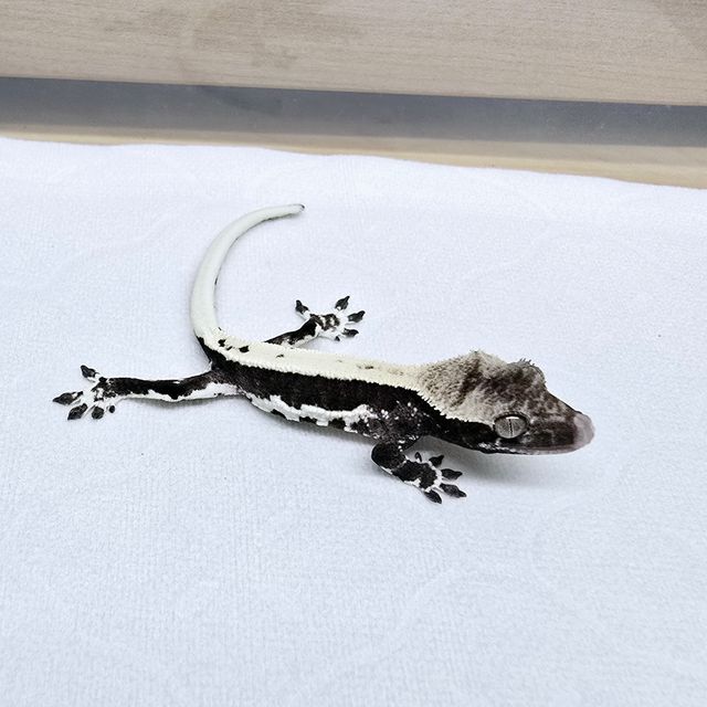 릴잔틱