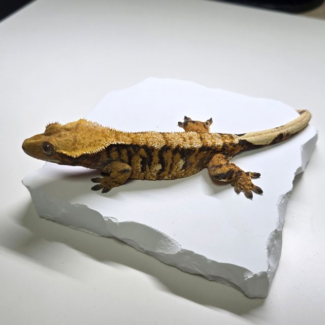 텐저린 노멀