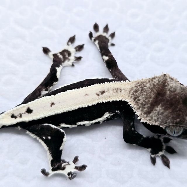 릴잔틱