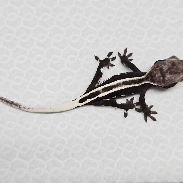 풀핀 아잔틱 슈퍼스트라이프