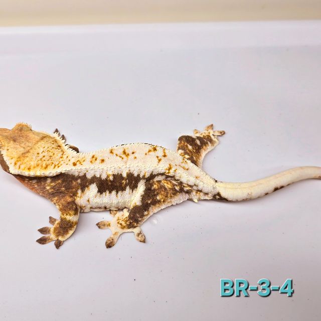 릴잔틱