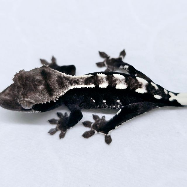 아잔틱