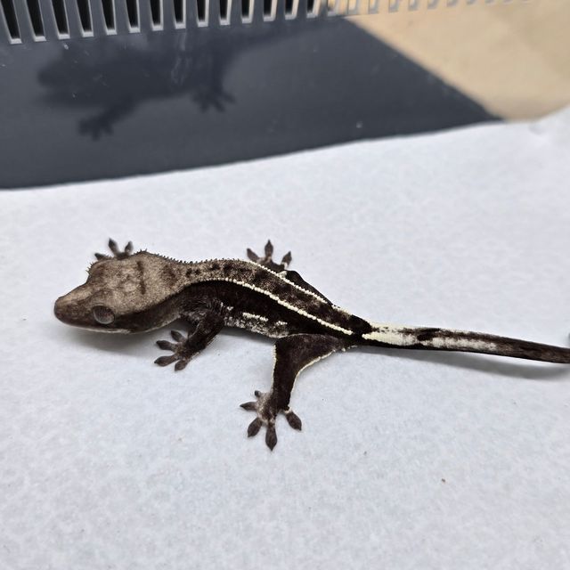 아잔틱