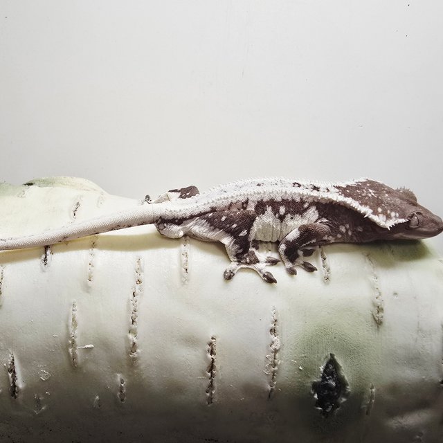 릴잔틱