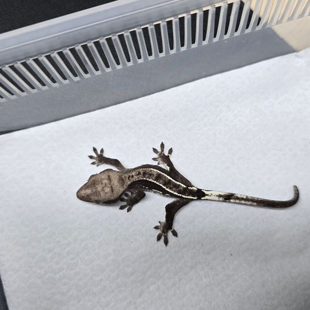 아잔틱