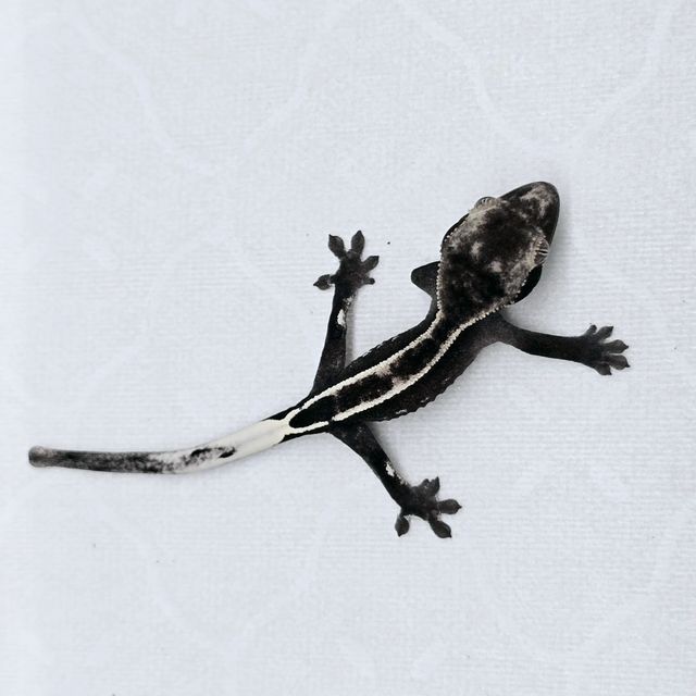 아잔틱 풀핀 슈퍼스트라이프