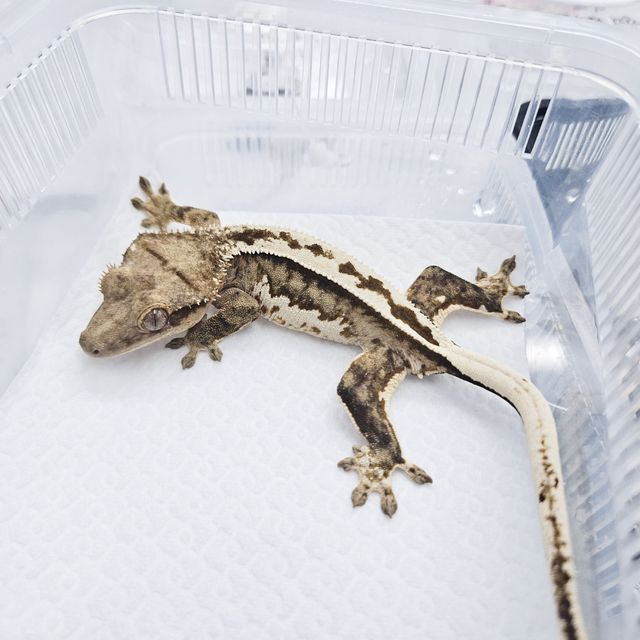 아잔틱