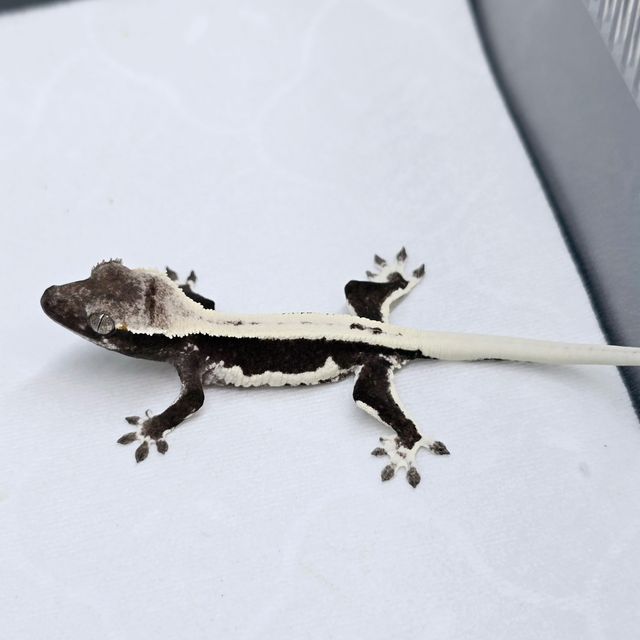 릴잔틱