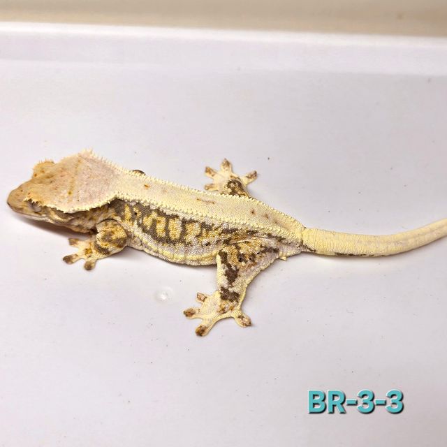 릴리100%헷아잔틱