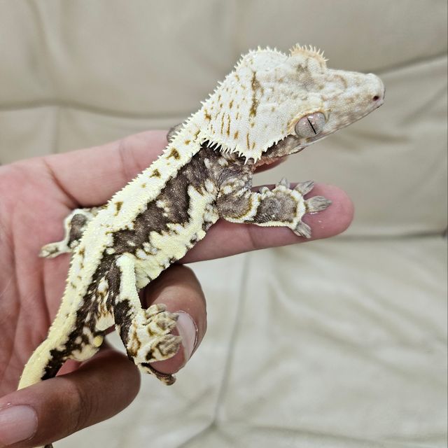 릴잔틱
