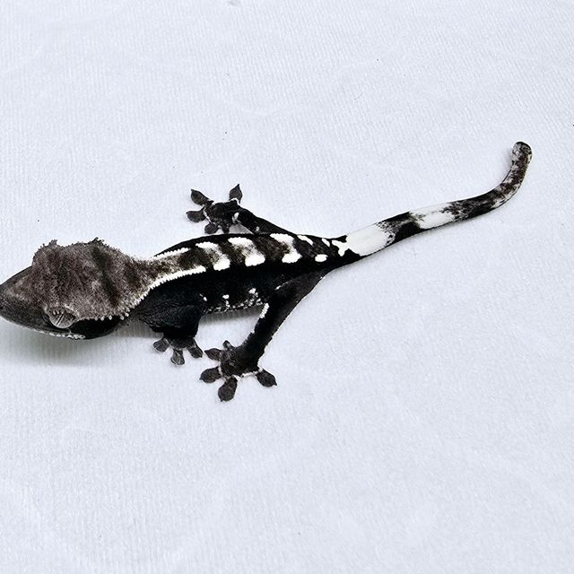 아잔틱