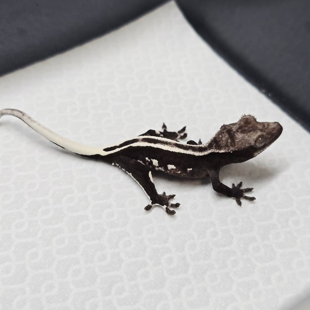 풀핀 아잔틱 슈퍼스트라이프