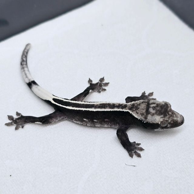 아잔틱 풀핀 엠티백