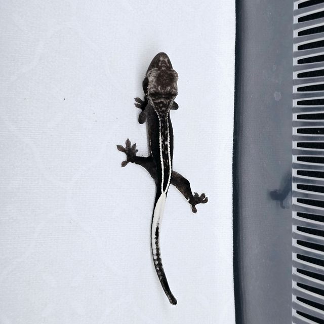 아잔틱 풀핀 엠티백