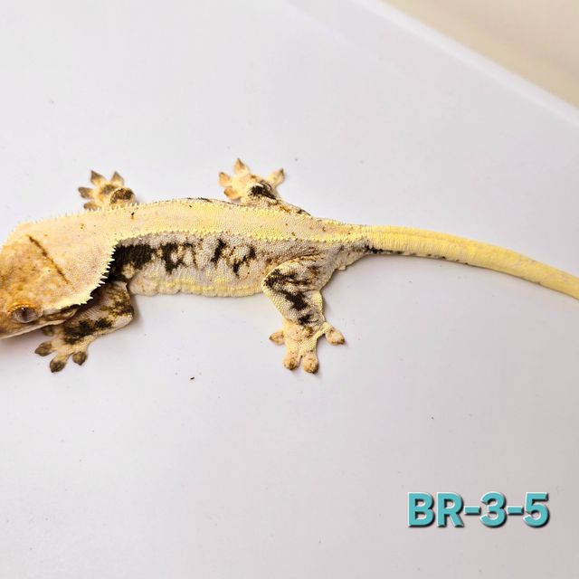 릴리100%헷아잔틱