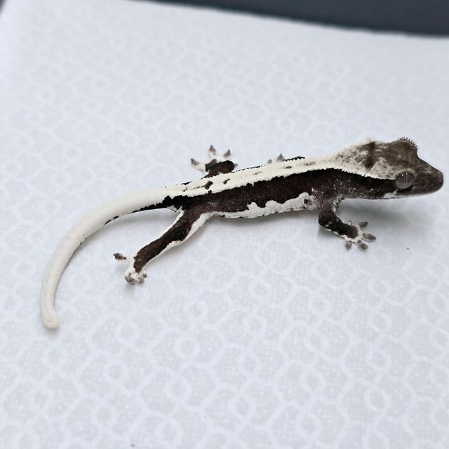 릴잔틱
