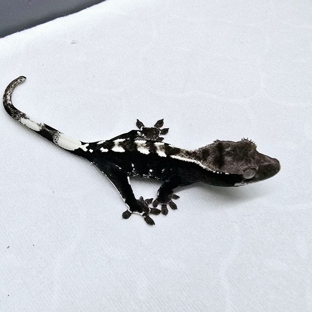 아잔틱